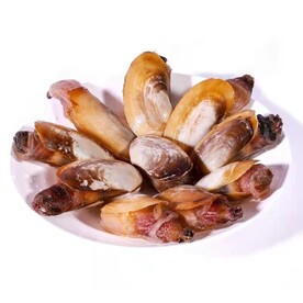 大竹蛏 海蛏 蛏子