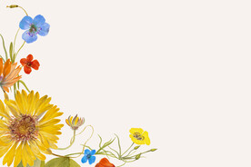 矢量花卉背景图