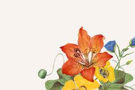 矢量花卉背景图