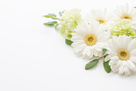 白色菊花
