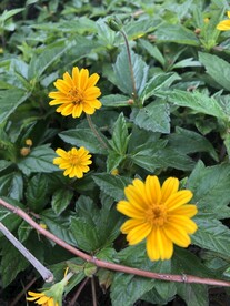 蟛蜞菊 路边的小黄花