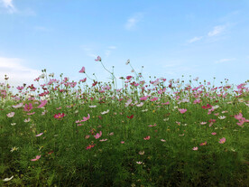 蓝天与花海 花的景色
