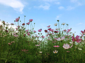 蓝天 格桑花