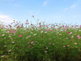 花海与蓝天