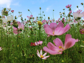 格桑花 波斯菊 秋英 