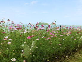 海边上的花海