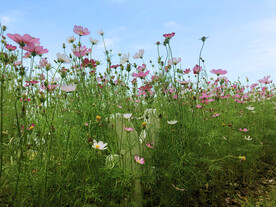 格桑花