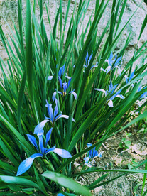 马兰花 马莲 小 蓝色 紫色