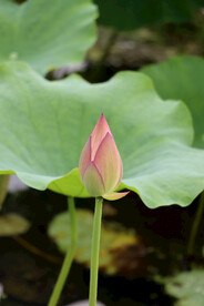 荷花花苞花蕾