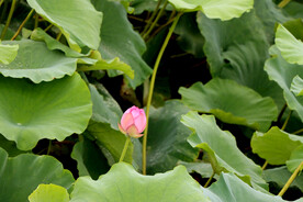荷花花苞