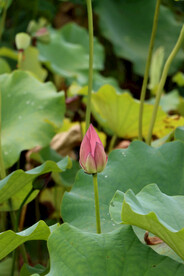 荷花花苞