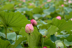 荷花花苞花蕾