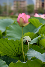 荷花花苞花蕾