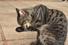 猫 