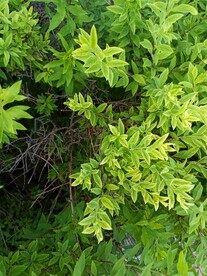 阳光下青黄交接层次分明的灌木丛