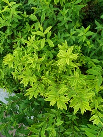 阳光下青黄交接层次分明的灌木丛