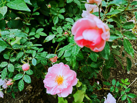 阳光下盛开的淡粉色月季花枝花丛