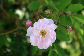 小野花