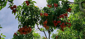 荔枝树