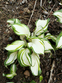 白玉春棒花 白仙玉簪 大叶白纹