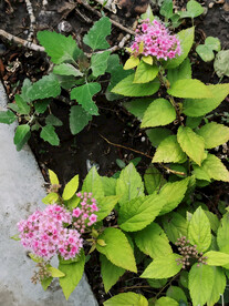 粉花绣线菊常见绿化用花卉花丛