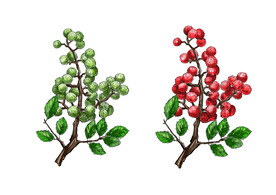 手绘花椒