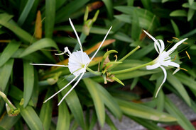 蜘蛛兰