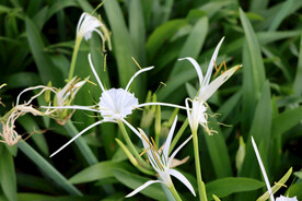 蜘蛛兰 纯白花朵 美洲水鬼蕉 