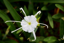 白花水鬼蕉 蜘蛛兰 纯白花朵 