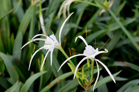 蜘蛛兰