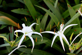 蜘蛛兰