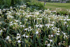 白花水鬼蕉花盛开