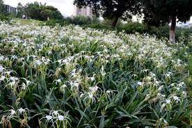蜘蛛兰花盛开