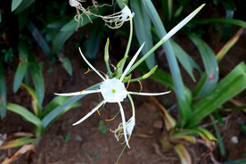 一朵蜘蛛兰