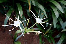 两朵蜘蛛兰