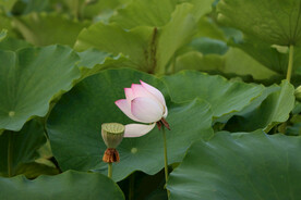 荷花花苞