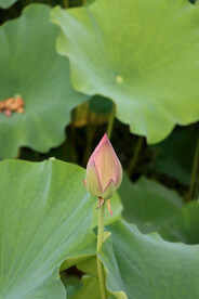 荷花花苞