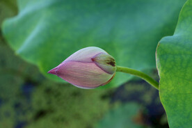 荷花花苞