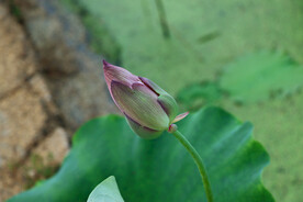 荷花花苞