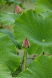 荷花花苞