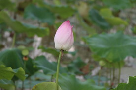 荷花花苞
