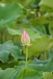 荷花花苞