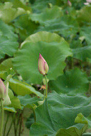 荷花花苞