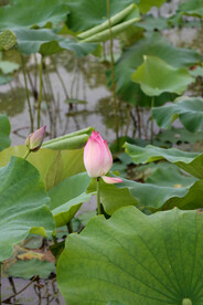 荷花花苞