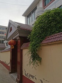 墙外树枝