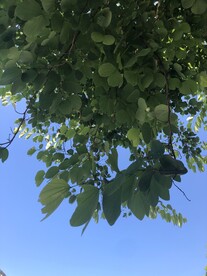 绿叶与天空 蓝天