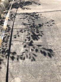 路边的树影子 水泥路