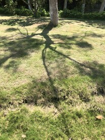 草地 影子 树下