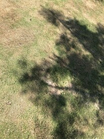 树影子 太阳底下