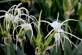 蜘蛛兰
